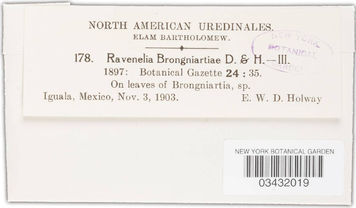 Ravenelia brongniartiae image