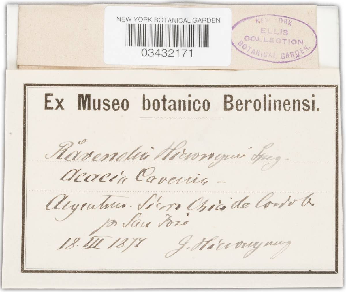 Ravenelia hieronymi image