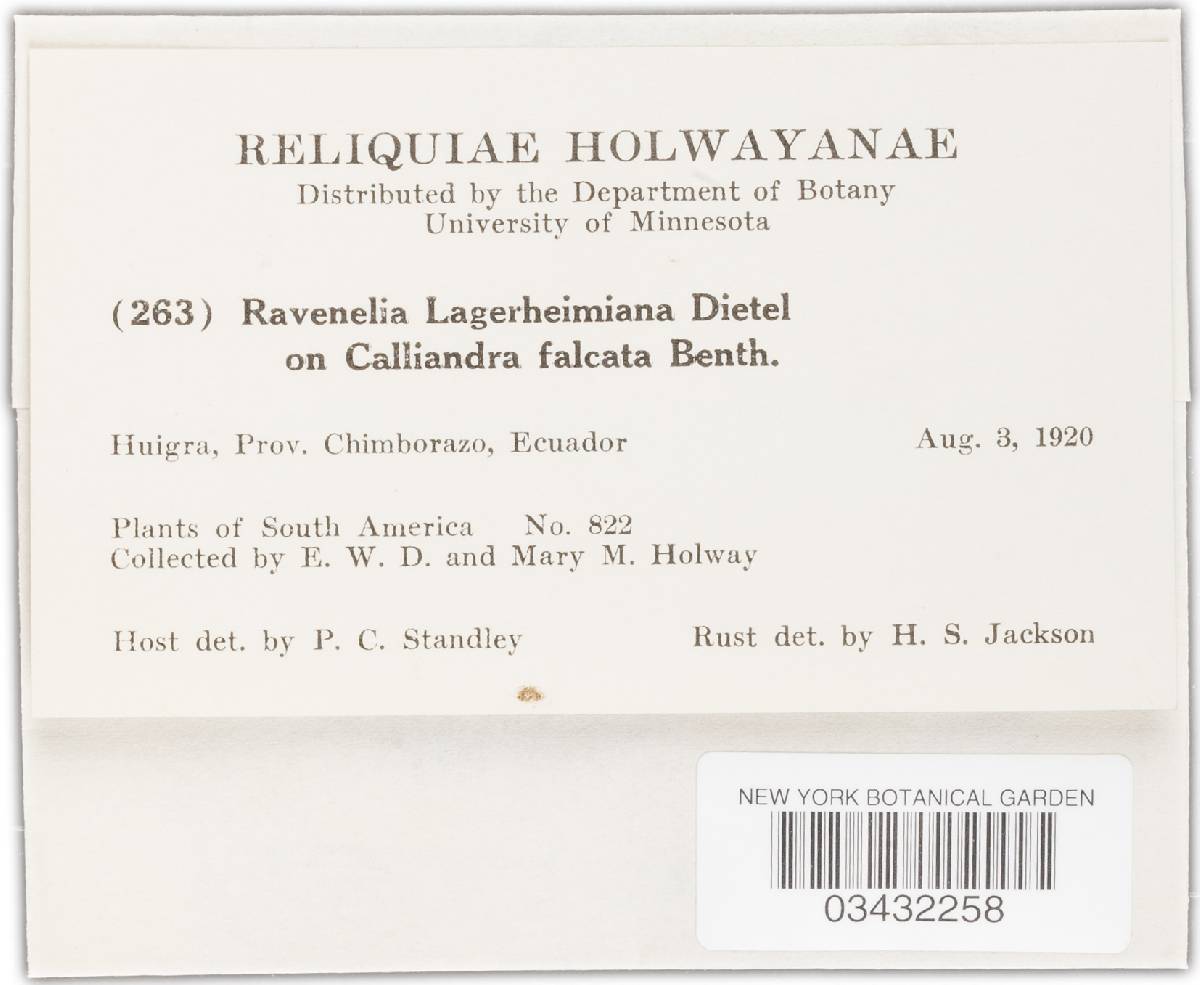 Ravenelia lagerheimiana image