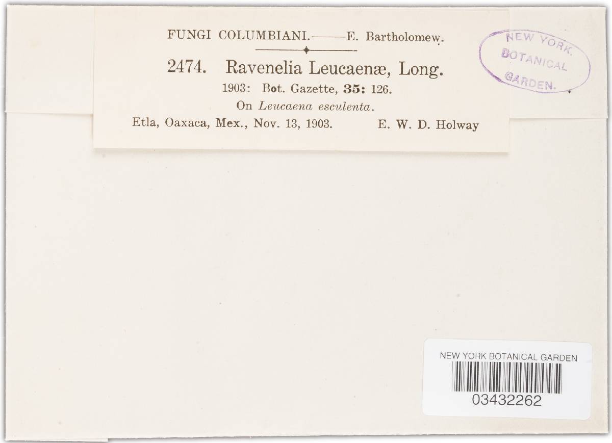 Ravenelia leucaenae image