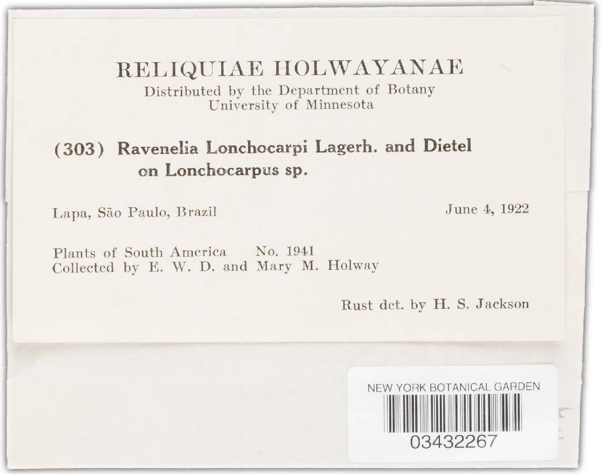 Ravenelia lonchocarpi image