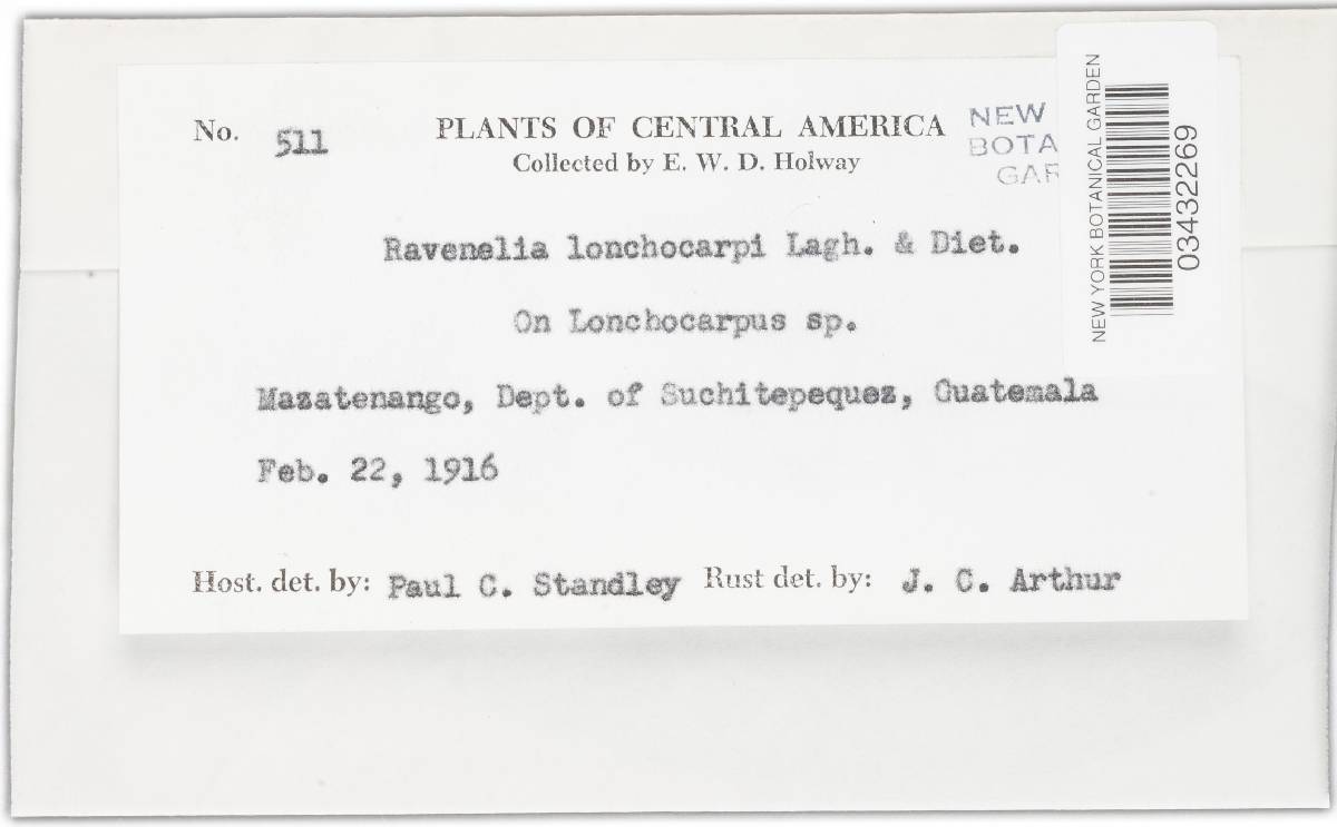 Ravenelia lonchocarpi image