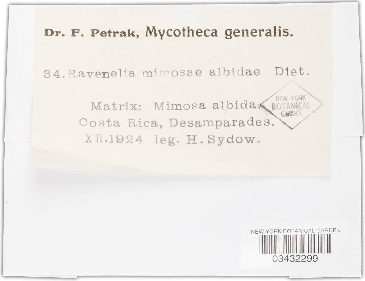 Ravenelia mimosae-sensitivae image