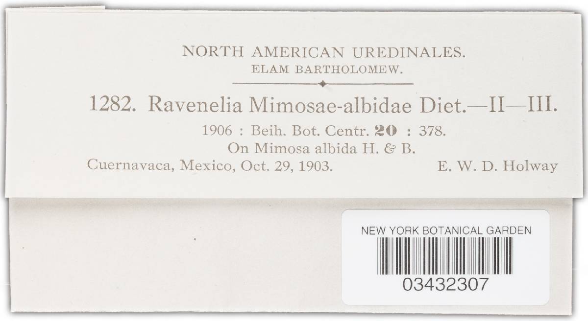 Ravenelia mimosae-sensitivae image