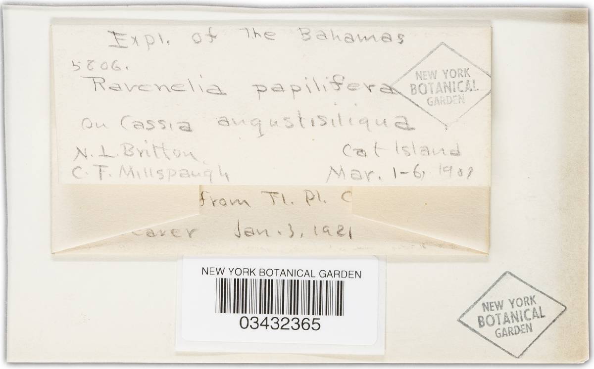 Ravenelia spinulosa var. papillifera image