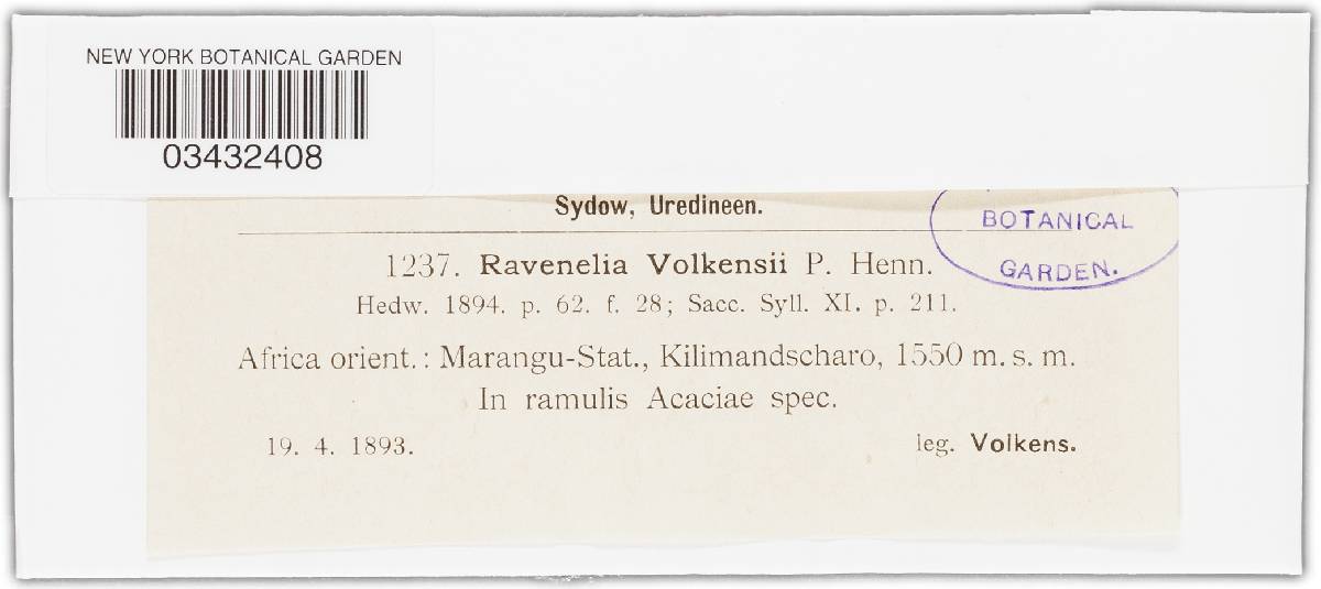 Ravenelia volkensii image