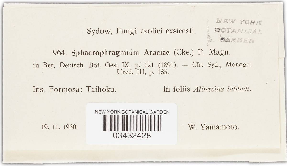 Sphaerophragmium acaciae image