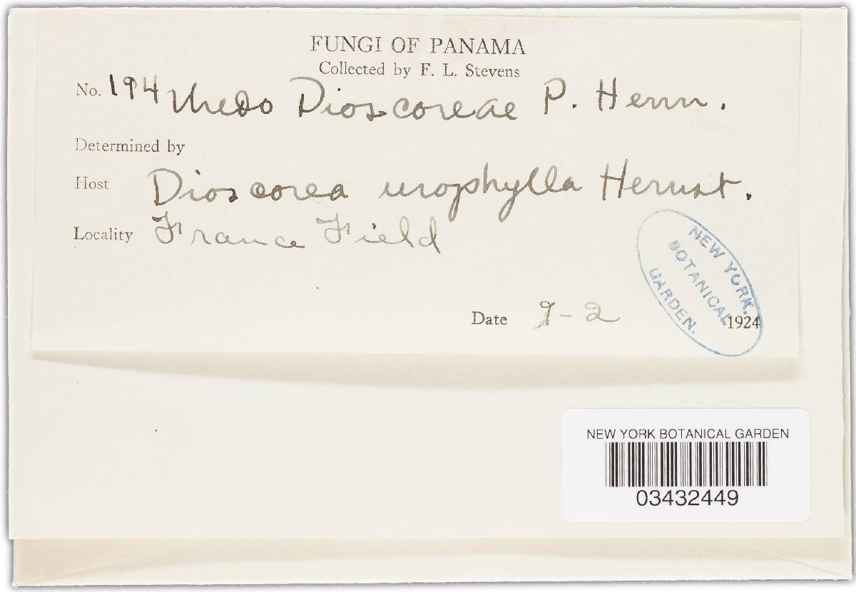 Sphenospora image