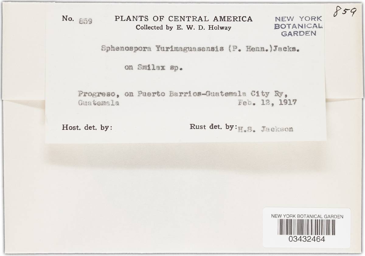 Sphenospora yurimaguasensis image