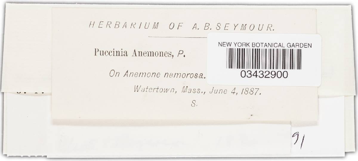 Tranzschelia anemones image