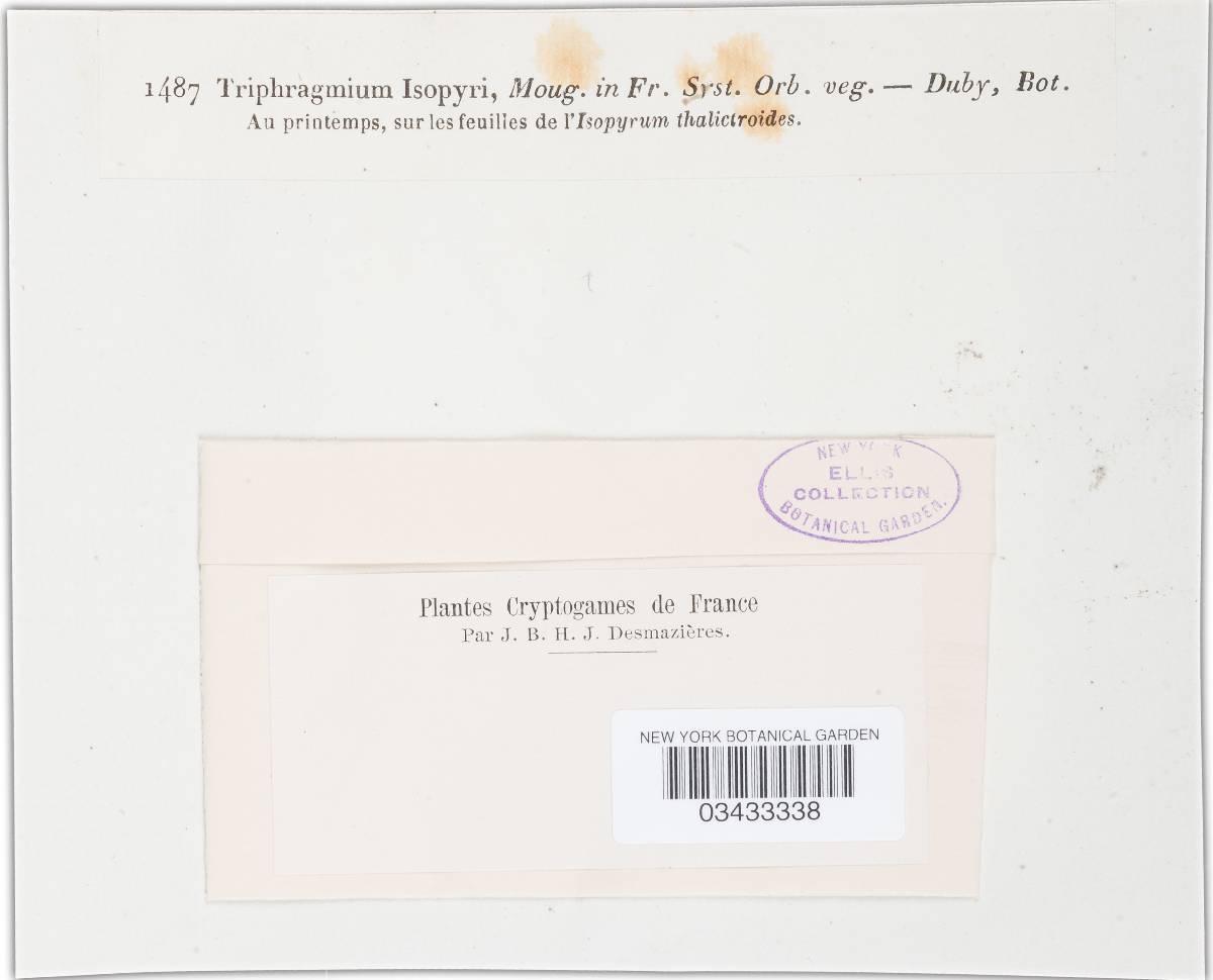 Triphragmiopsis image