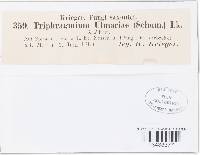 Triphragmium ulmariae image