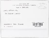 Triphragmium ulmariae image