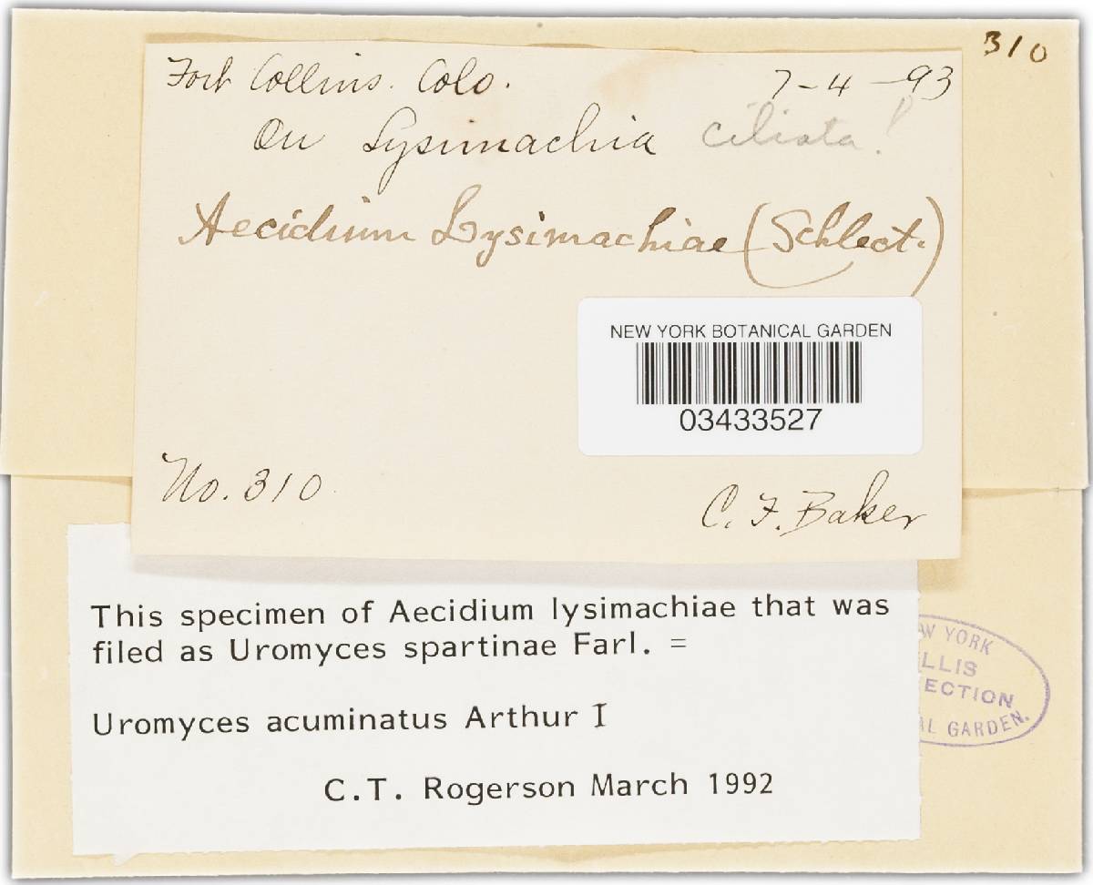 Uromyces acuminatus image