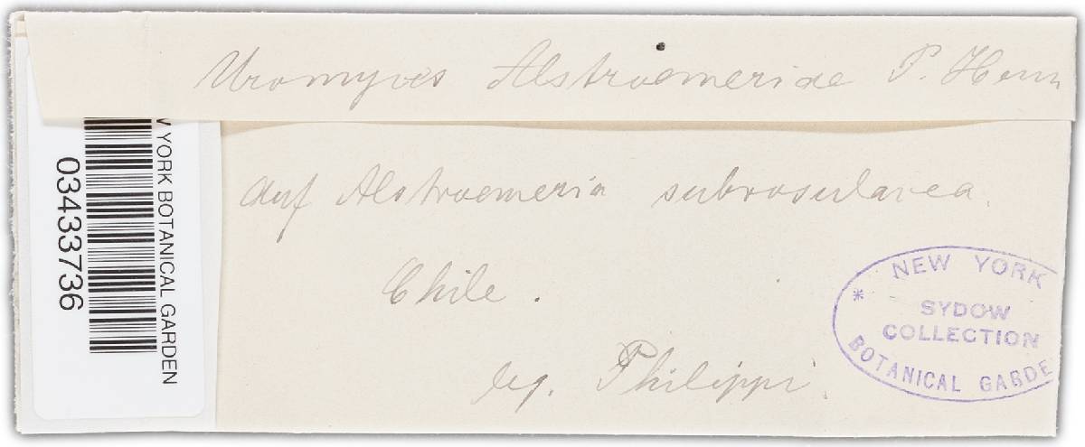 Uromyces alstroemeriae image