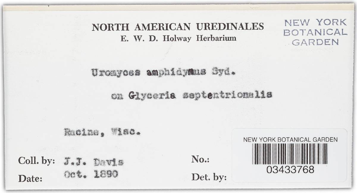 Uromyces amphidymus image