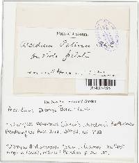 Uromyces andropogonis image
