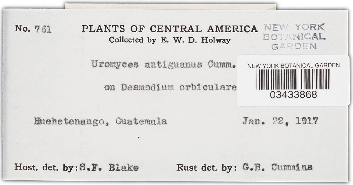 Uromyces antiguanus image