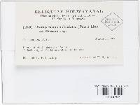 Uromyces appendiculatus image