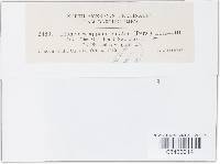 Uromyces appendiculatus image