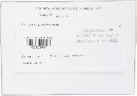 Uromyces appendiculatus image