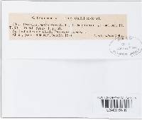 Uromyces appendiculatus image