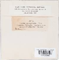 Uromyces appendiculatus image