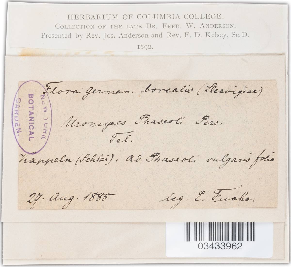 Uromyces appendiculatus image