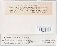 Uromyces appendiculatus image