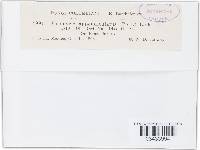 Uromyces appendiculatus image