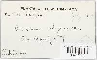 Puccinia recondita image