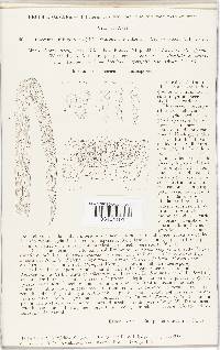 Puccinia recondita image