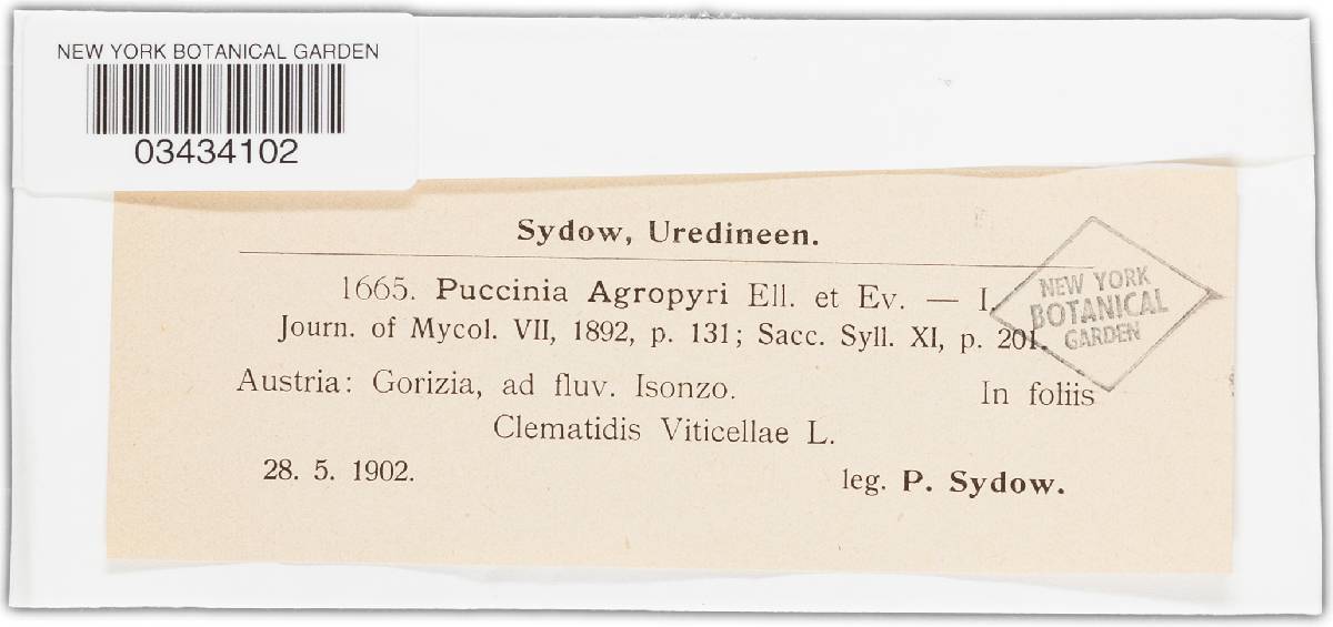 Puccinia recondita image