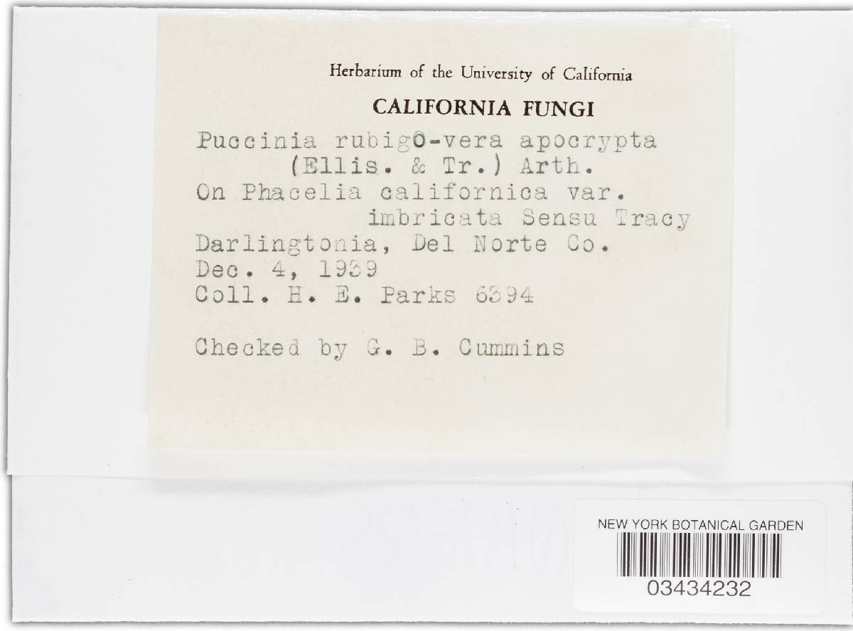 Puccinia recondita image