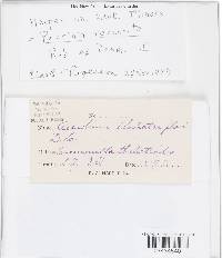 Puccinia recondita image