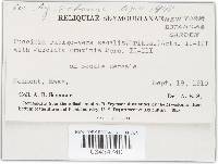 Puccinia recondita image