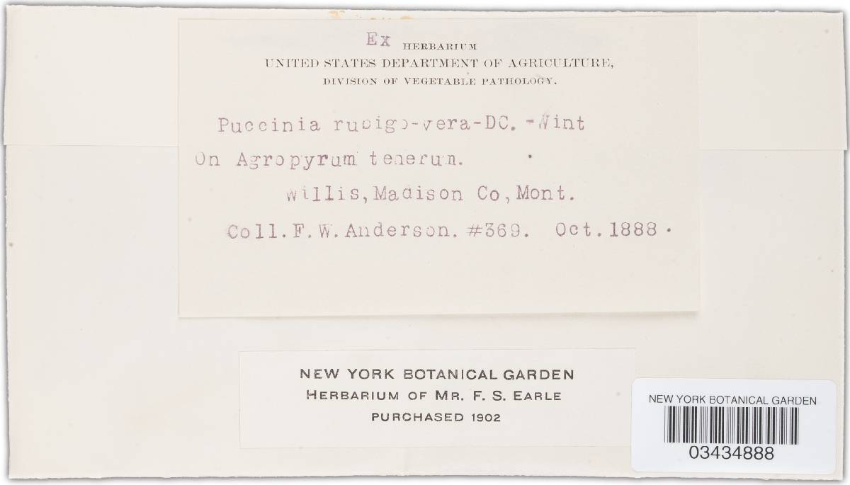 Puccinia recondita image