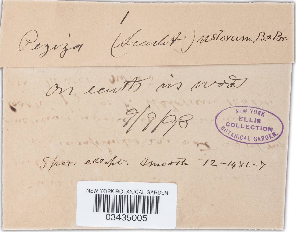 Humaria ustorum image