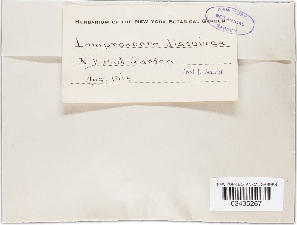 Lamprospora discoidea image