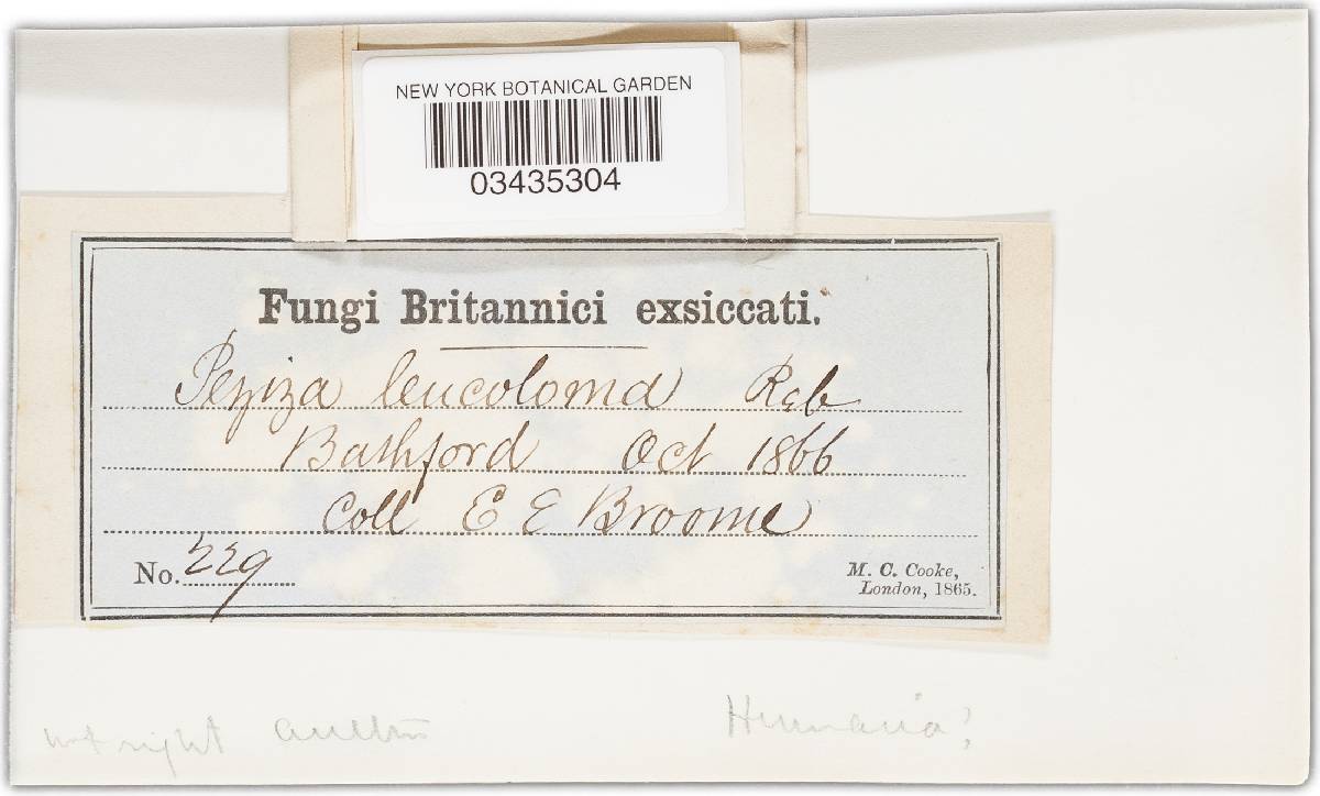 Lamprospora miniata var. ratisbonensis image