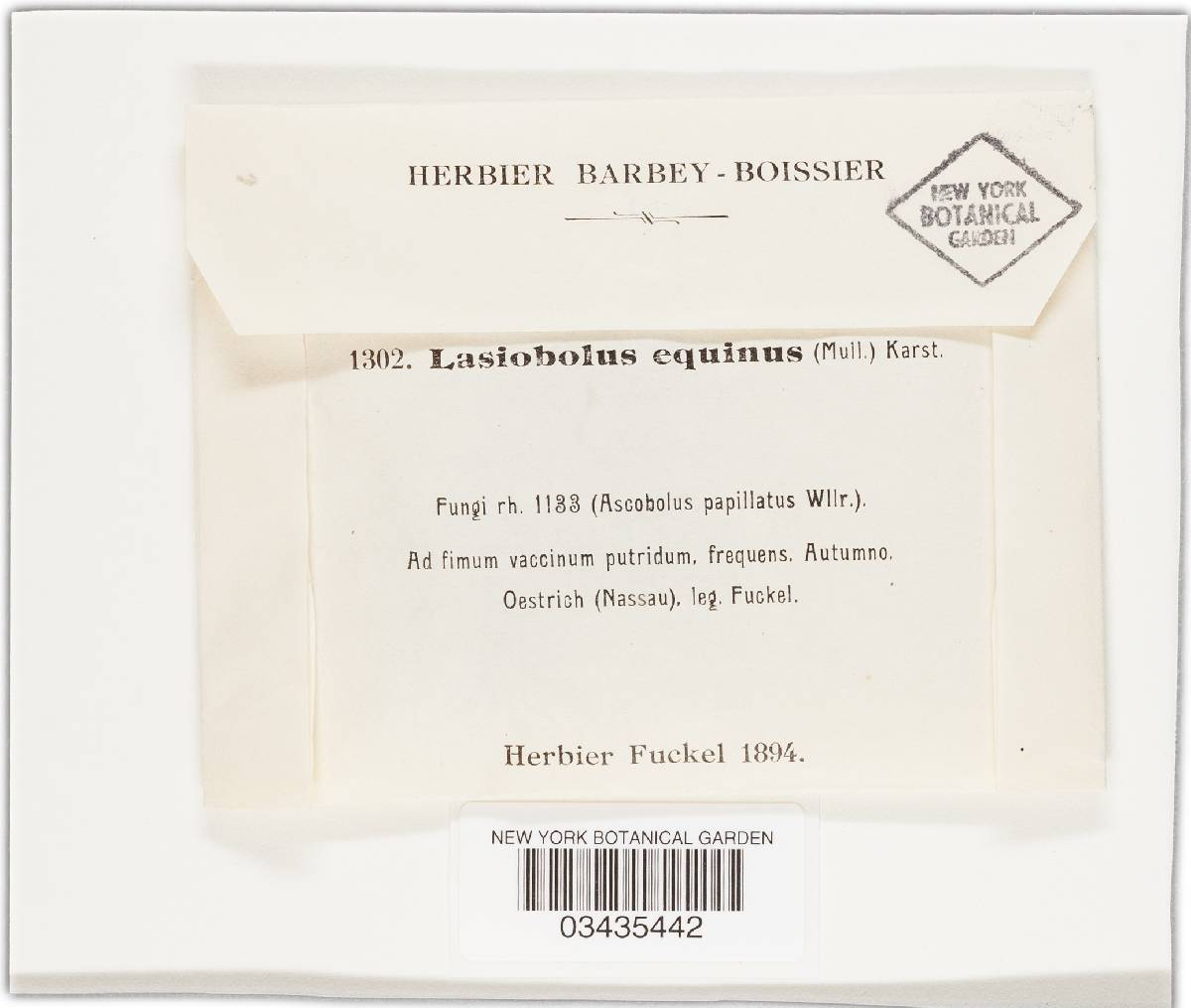 Ascobolus equinus image