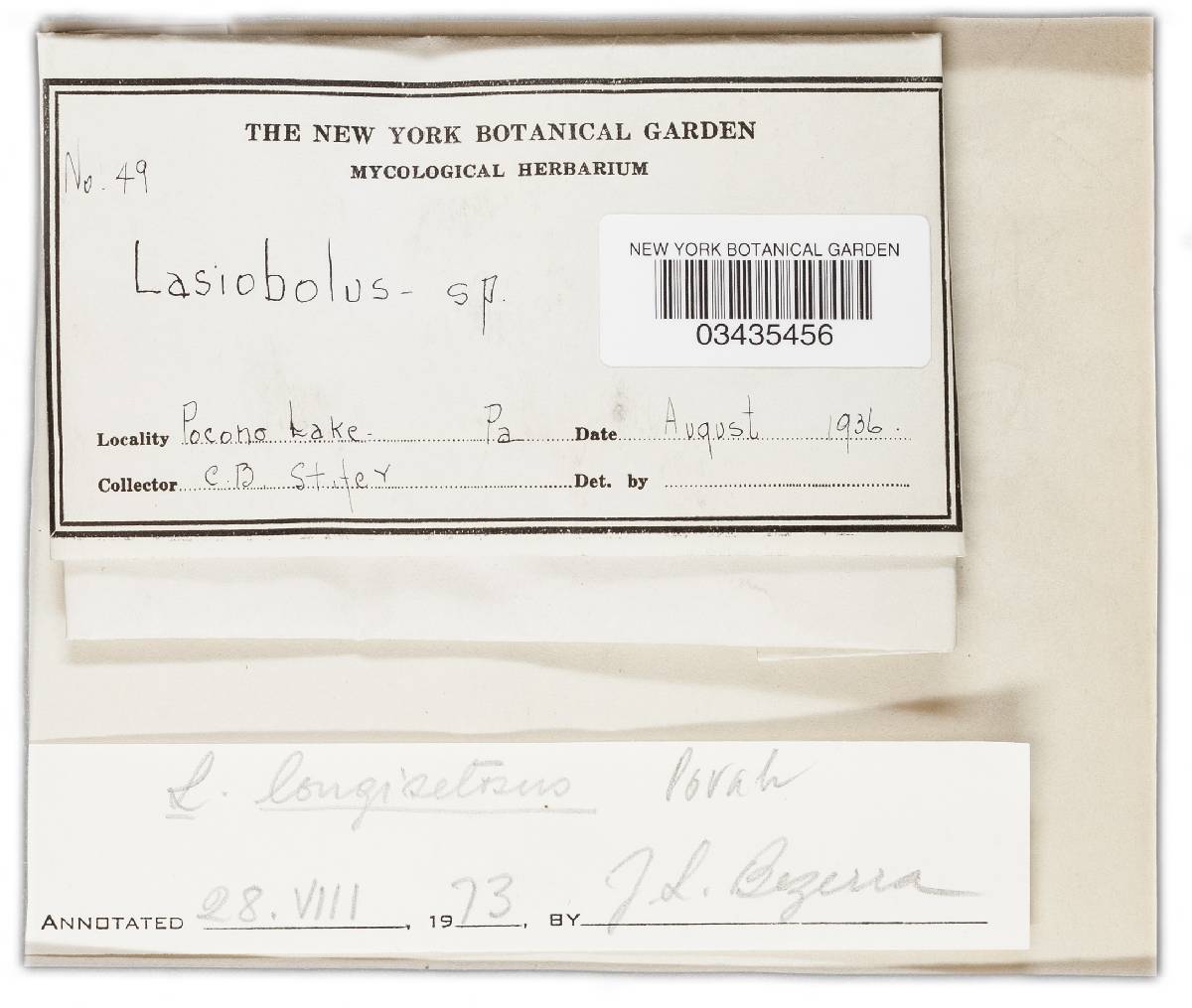 Lasiobolus longisetosus image