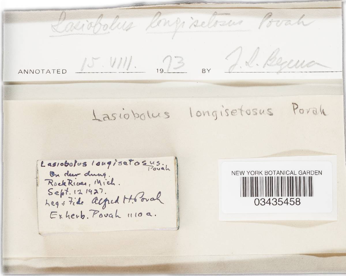 Lasiobolus longisetosus image