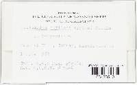 Neottiella rutilans image