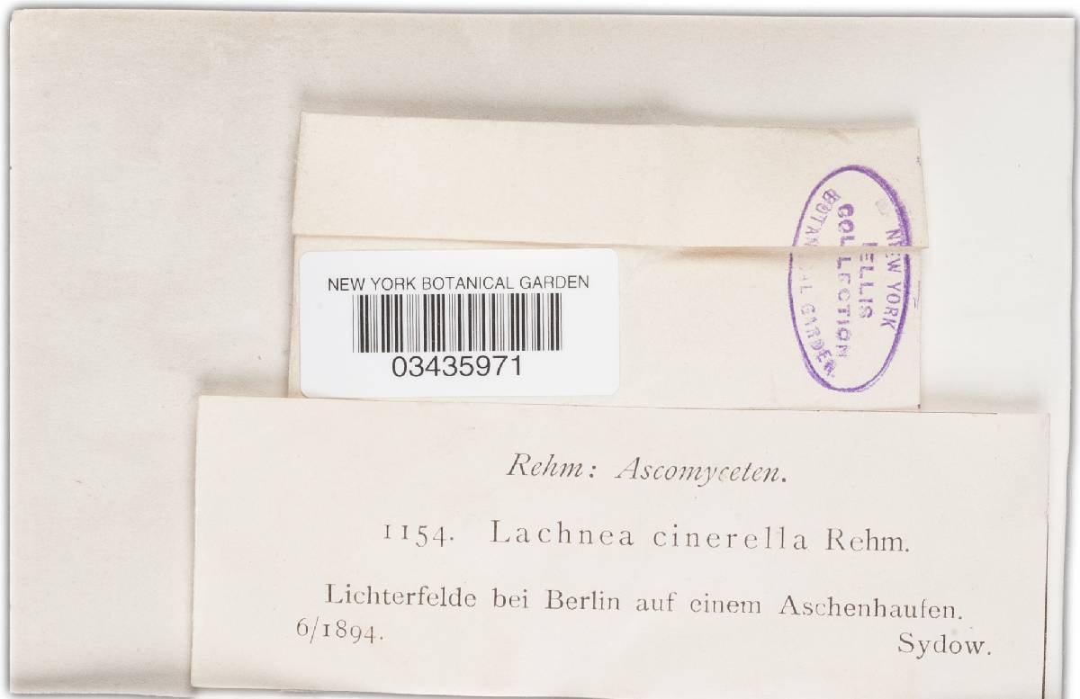 Lachnea cinerella image