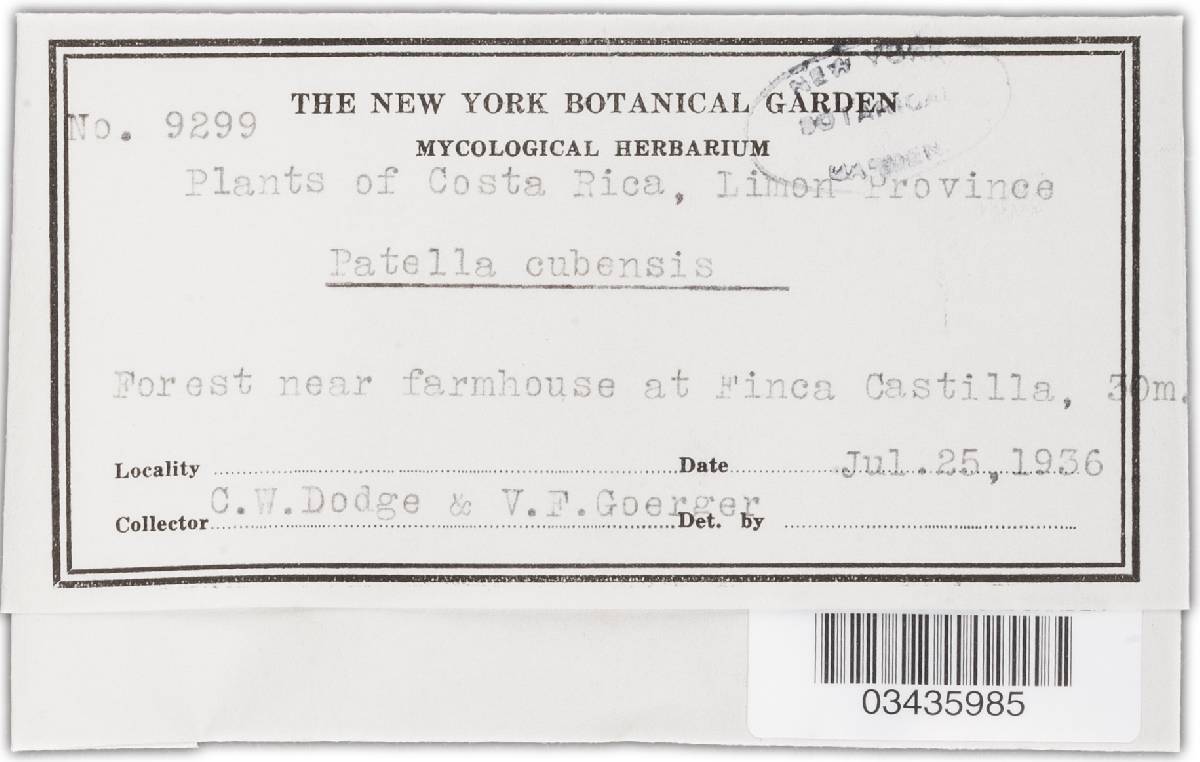 Patella cubensis image
