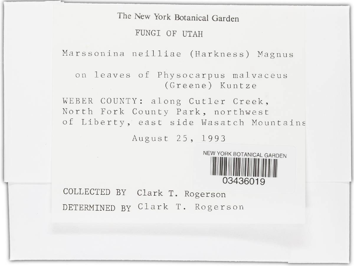 Marssonina neilliae image