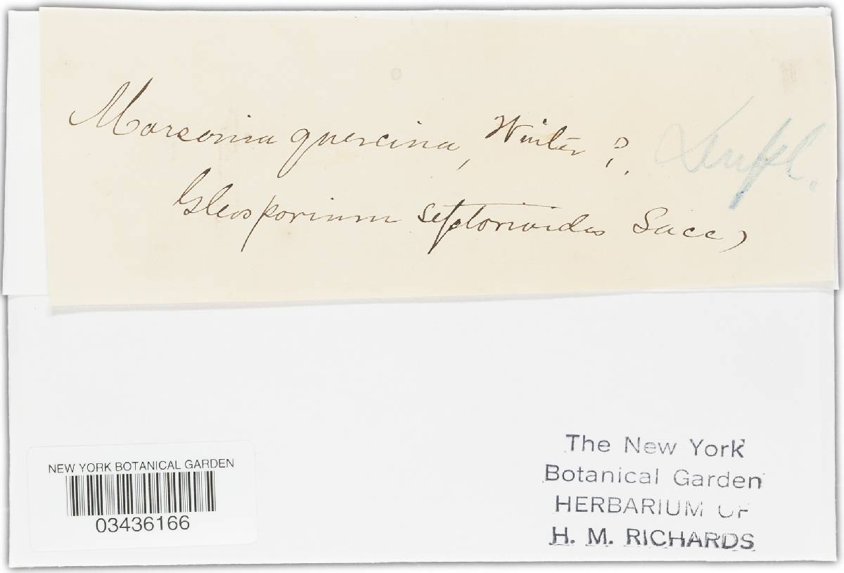 Marssonina quercina image