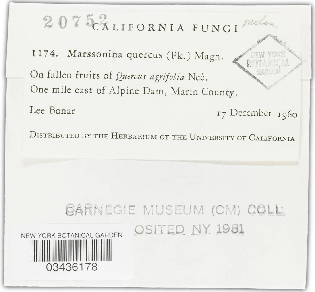 Marssonina quercus image