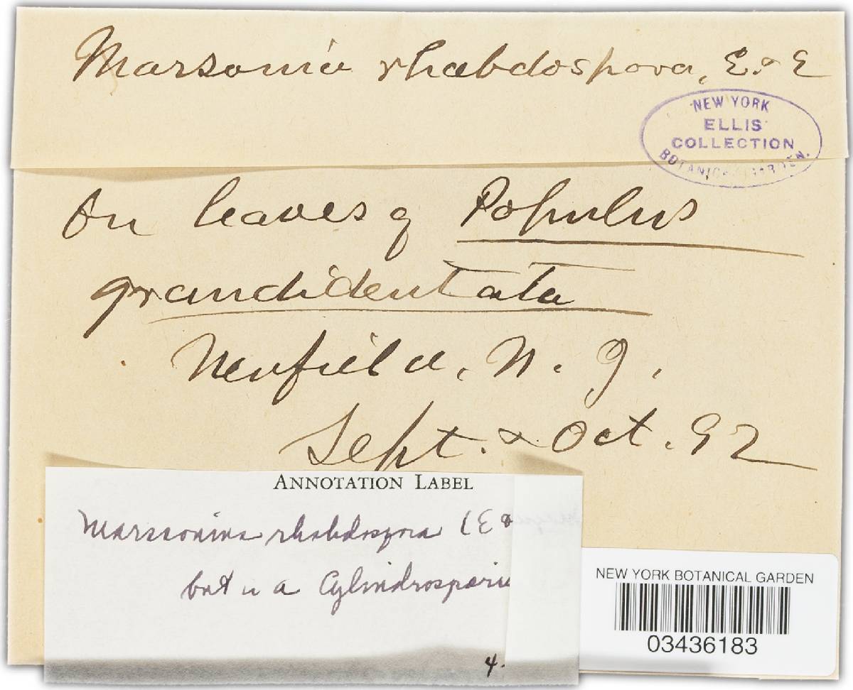Marssonina rhabdospora image